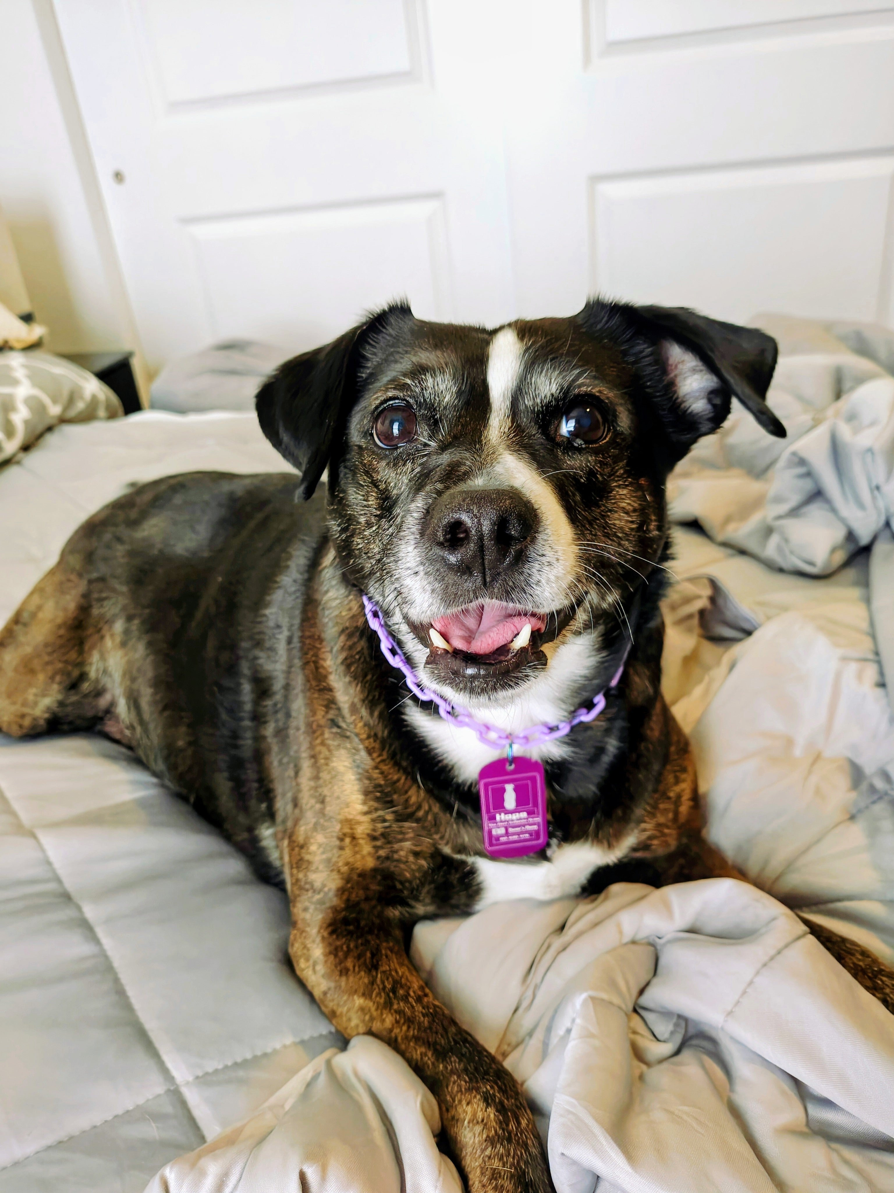 Official Engraved Pet ID Badge 🪪🐾 + Free Matching Collar Included 🎁