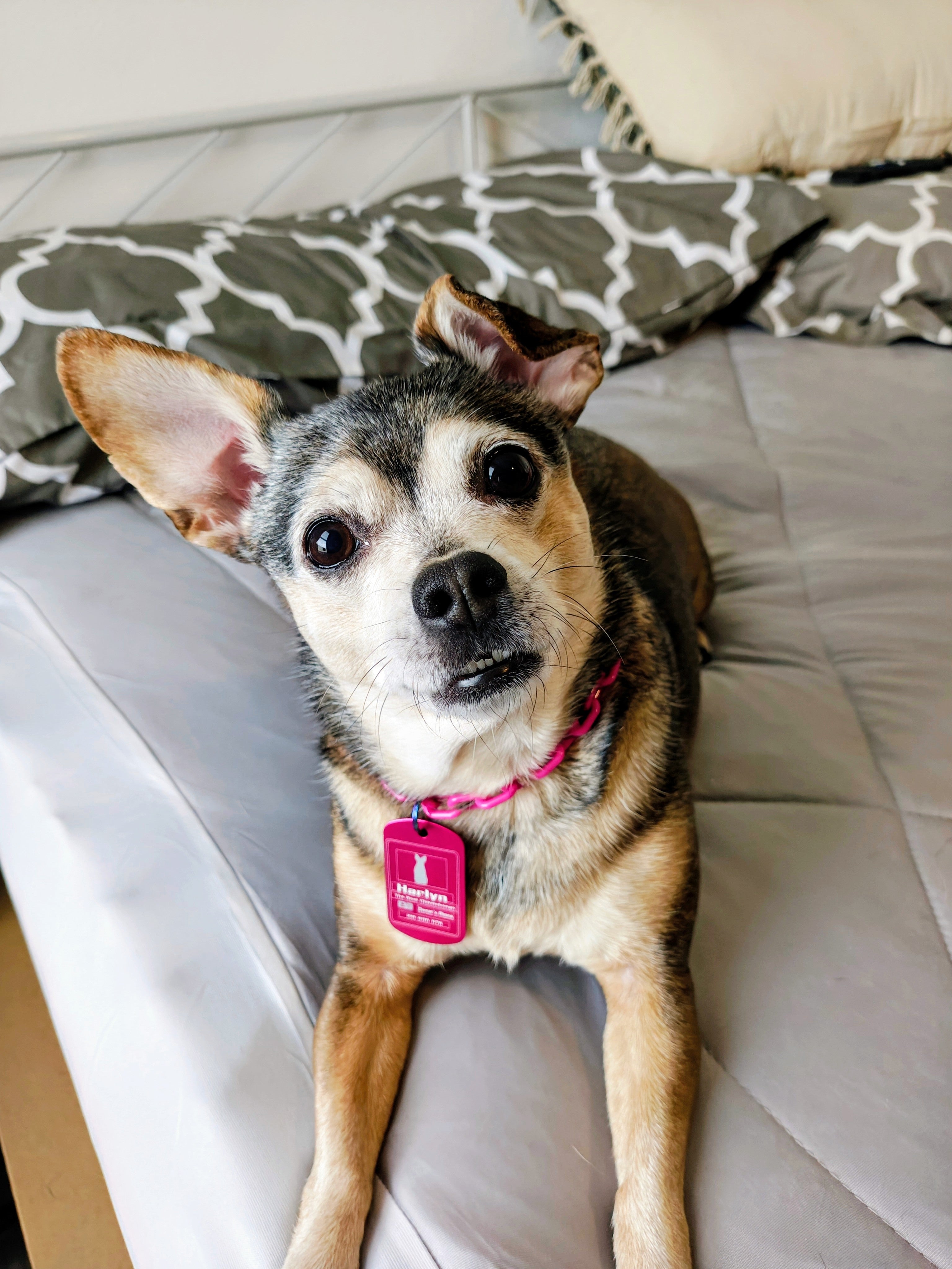 Official Engraved Pet ID Badge 🪪🐾 + Free Matching Collar Included 🎁